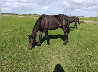Barockpinto, Hengst, 1 Jahr, 166 cm, Dunkelbrauner