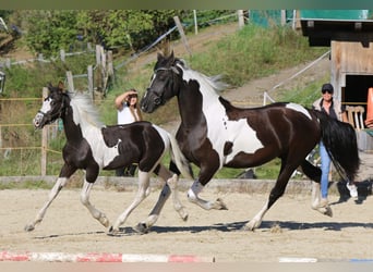 Barockpinto, Hengst, 1 Jahr, 169 cm, Schecke