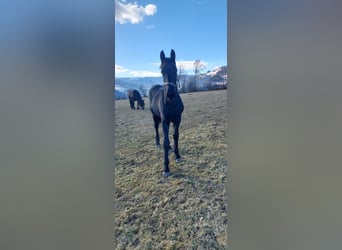 Barockpinto, Hengst, 1 Jahr, 175 cm