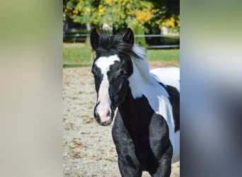 Barockpinto, Hengst, 1 Jahr