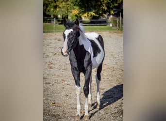 Barockpinto, Hengst, 1 Jahr