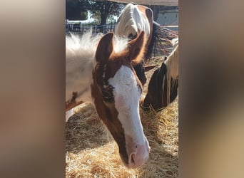 Barockpinto, Hengst, 1 Jahr