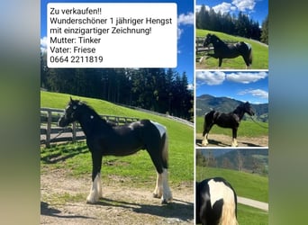 Barockpinto Mix, Hengst, 1 Jahr, Schecke