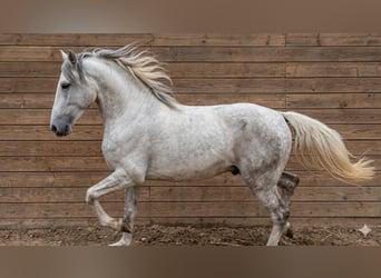 Barockpinto, Hengst, 2 Jahre, 154 cm, Schecke