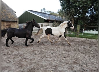 Barockpinto, Hengst, 2 Jahre, 158 cm, Schecke