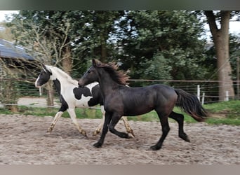 Barockpinto, Hengst, 2 Jahre, 158 cm, Schecke