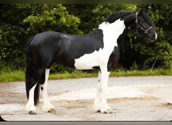 Barockpinto, Hengst, 2 Jahre, 161 cm, Schecke