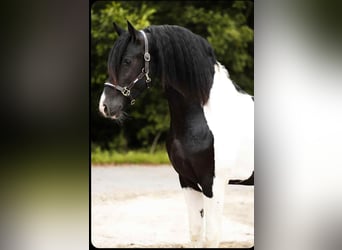 Barockpinto, Hengst, 2 Jahre, 161 cm, Schecke