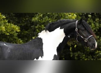 Barockpinto, Hengst, 2 Jahre, 161 cm, Schecke