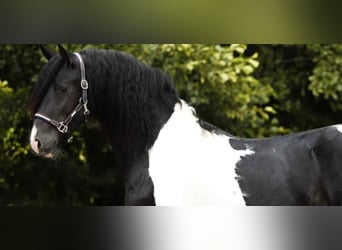 Barockpinto, Hengst, 2 Jahre, 161 cm, Schecke