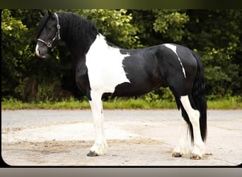 Barockpinto, Hengst, 2 Jahre, 161 cm, Schecke