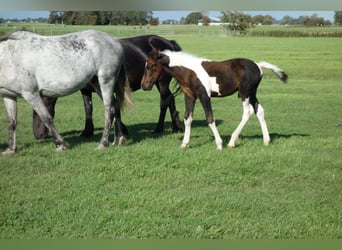 Barockpinto, Hengst, 2 Jahre