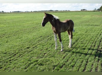 Barockpinto, Hengst, 2 Jahre