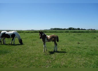 Barockpinto, Hengst, 2 Jahre