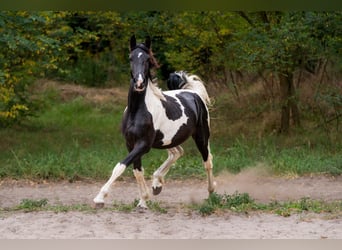 Barockpinto, Hengst, 2 Jahre, Schecke