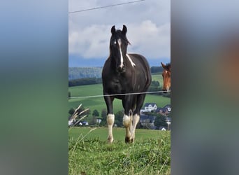 Barockpinto, Hengst, 3 Jahre, 161 cm, Schecke