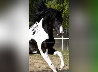 Barockpinto, Hengst, 3 Jahre, 162 cm
