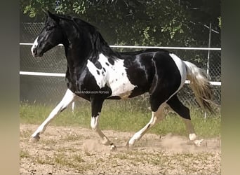 Barockpinto, Hengst, 3 Jahre, 162 cm
