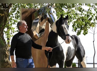 Barockpinto, Hengst, 3 Jahre, 166 cm, Tobiano-alle-Farben