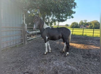 Barockpinto, Hengst, 3 Jahre, Schecke