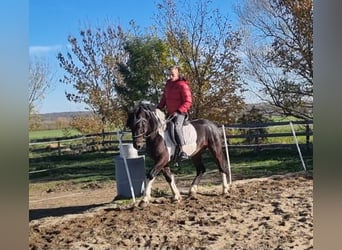 Barockpinto, Hengst, 4 Jahre, 165 cm, Schecke