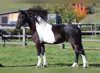 Barockpinto, Hengst, 4 Jahre, 165 cm, Schecke