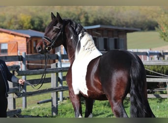 Barockpinto, Hengst, 4 Jahre, 165 cm, Schecke
