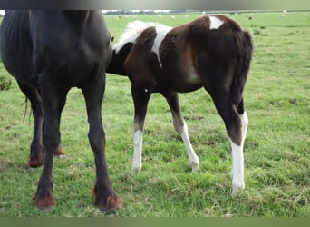 Barockpinto, Hengst, 4 Jahre, Brauner