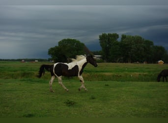 Barockpinto, Hengst, 4 Jahre, Brauner
