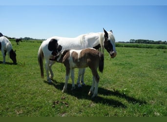 Barockpinto, Hengst, 4 Jahre, Schecke