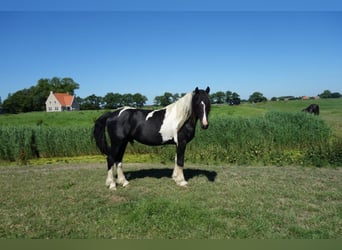 Barockpinto, Hengst, 4 Jahre, Schecke