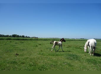 Barockpinto, Hengst, 4 Jahre, Schecke