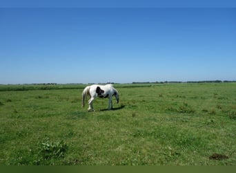 Barockpinto, Hengst, 4 Jahre, Schecke
