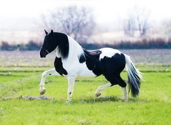 Barockpinto, Hengst, 5 Jahre, 170 cm, Schecke