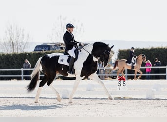 Barockpinto, Hengst, 5 Jahre, 170 cm, Schecke