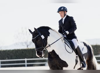 Barockpinto, Hengst, 5 Jahre, 170 cm, Schecke