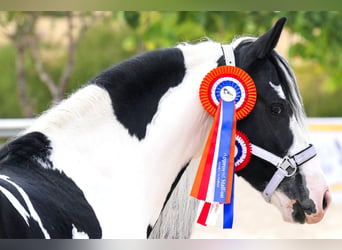 Barockpinto, Hengst, 6 Jahre, 161 cm, Tobiano-alle-Farben