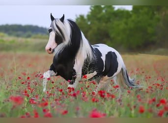 Barockpinto, Hengst, 6 Jahre, 161 cm, Tobiano-alle-Farben