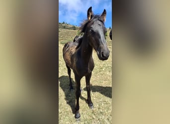 Barockpinto, Hengst, Fohlen (02/2026), 165 cm, Rappe