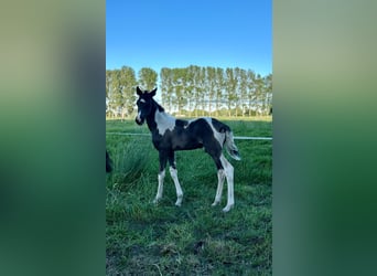 Barockpinto Mix, Hengst, Fohlen (04/2026), 165 cm, Schecke
