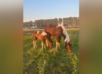 Barockpinto Mix, Hengst, Fohlen (04/2026), 165 cm, Schecke