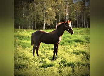 Barockpinto Mix, Hengst, Fohlen (05/2023), 169 cm, Rappe