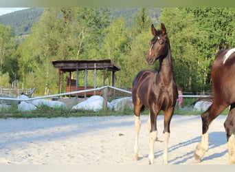 Barockpinto, Hengst, Fohlen (05/2026), 169 cm, Schecke