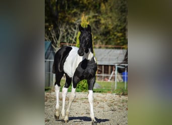 Barockpinto, Hengst, Fohlen (07/2025), Tobiano-alle-Farben