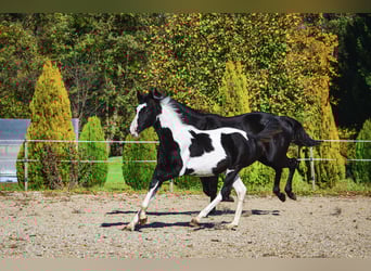 Barockpinto, Hengst, Fohlen (06/2025), Tobiano-alle-Farben