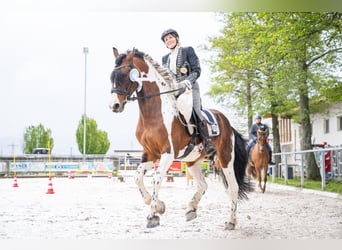 Barockpinto, Hengst, 15 Jahre, 165 cm, Overo-alle-Farben