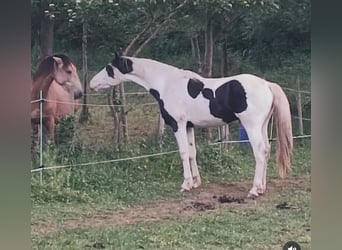 Barockpinto, Hengst, 3 Jahre, 166 cm, Schecke
