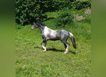 Barockpinto, Hengst, 3 Jahre, 165 cm, Tobiano-alle-Farben