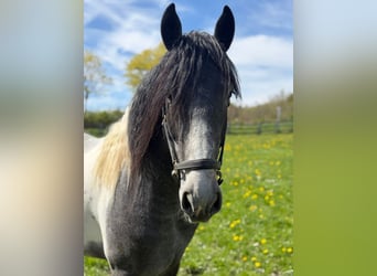 Barockpinto, Hengst, 3 Jahre, 165 cm, Tobiano-alle-Farben