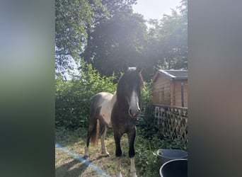 Barockpinto, Hengst, 3 Jahre, 165 cm, Tobiano-alle-Farben